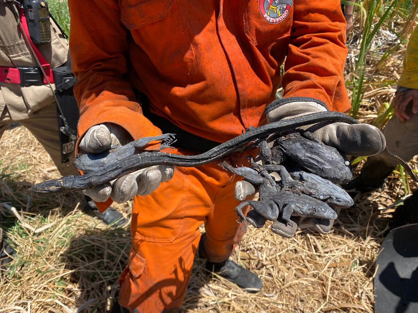 Até o momento, cobras, rãs e sapos foram queimados. Outros animais podem ter sido atingidos