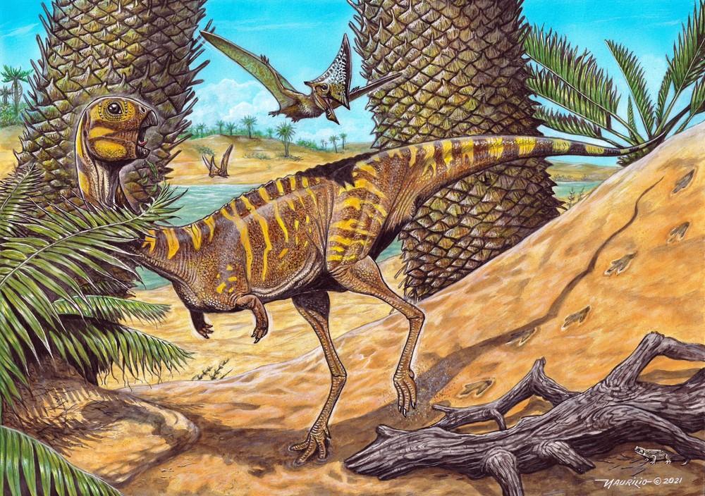 Berthasaura Leopoldinae
