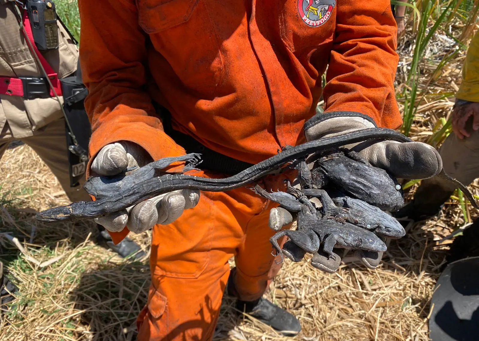 Rãs e peixes são encontrados mortos após incêndio no Parque do Cocó