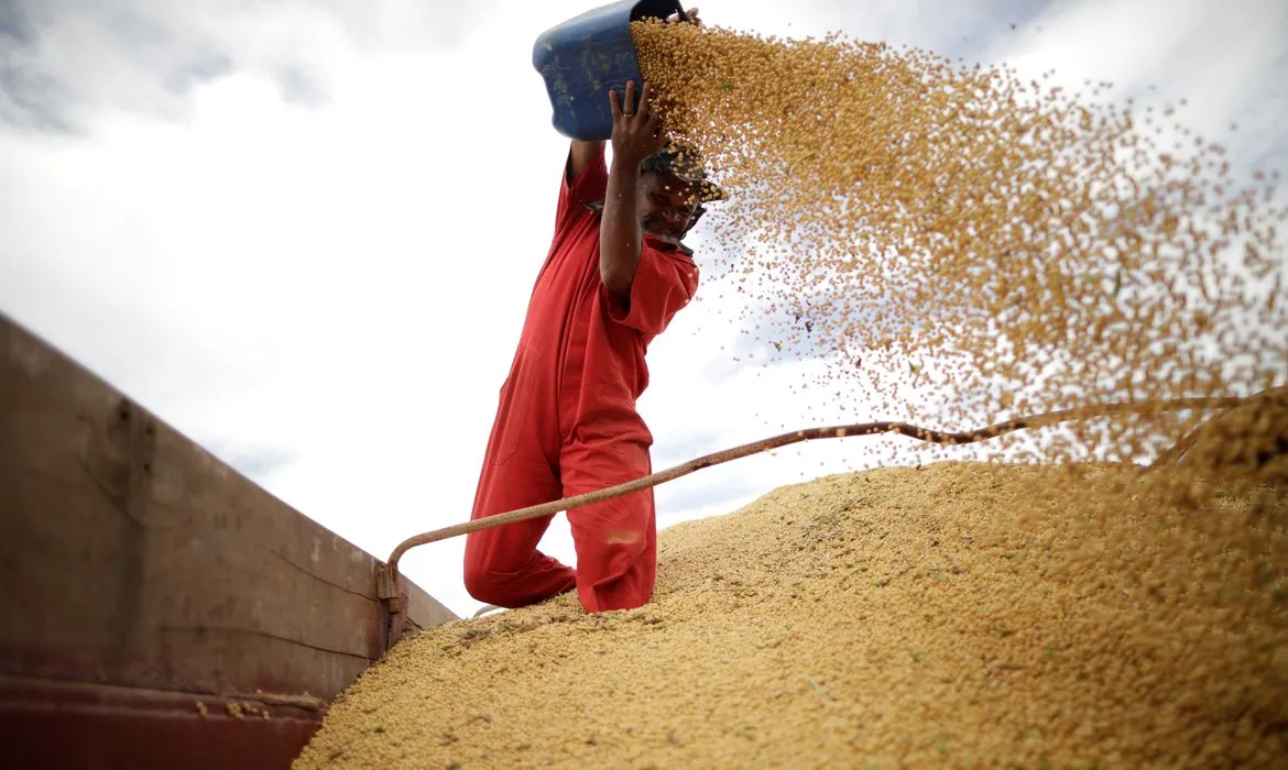 O Brasil é o maior produtor de soja do mundo, mas produção no Ceará ainda é pequena