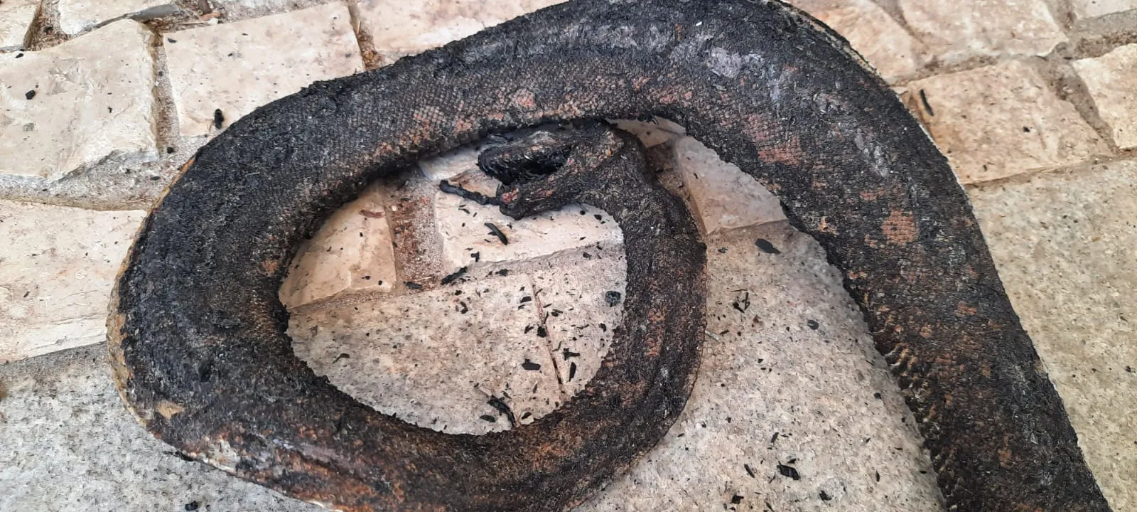 Bicho não escapou das chamas do incêndio causado no Parque do Cocó