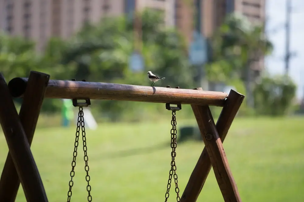No anfiteatro do parque, por exemplo, é possível fazer um agradável encontro em total sintonia com a natureza