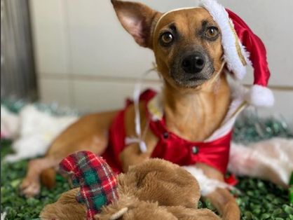 A imagem de cachorrinho vestido de roupinha de Papai Noel em ambiente de Natal é a aposta do abrigo São Lázaro para incentivar adoção de animais