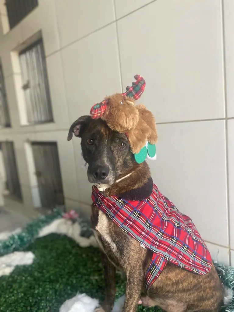 Cão fantasiado