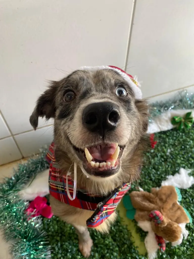 Cão fantasiado