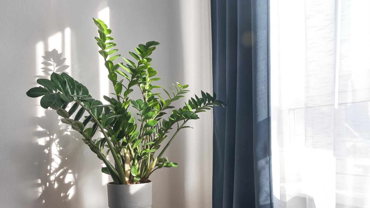 11 plantas fáceis de cuidar que precisam de pouca luz