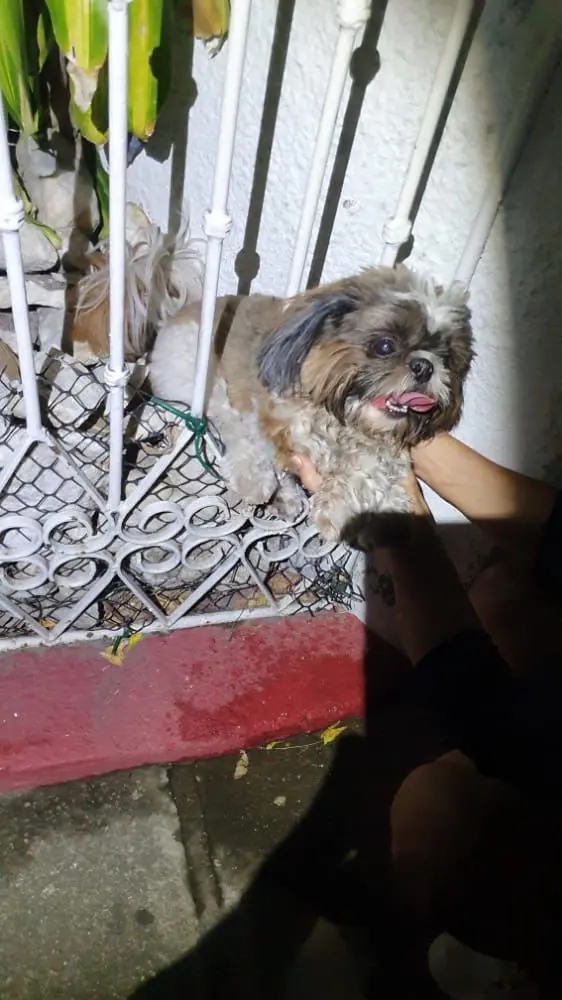 Cachorro presa nas grades