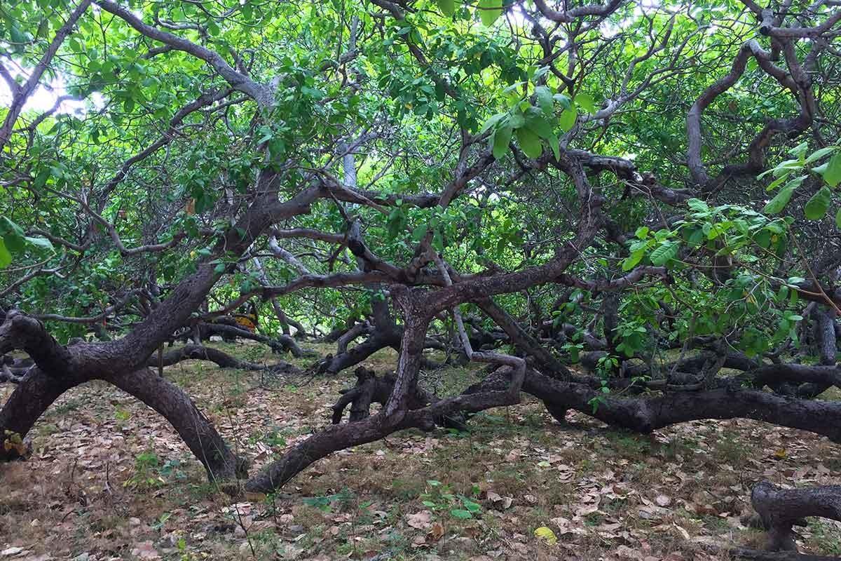 CajueiroRei no litoral do Piauí pode