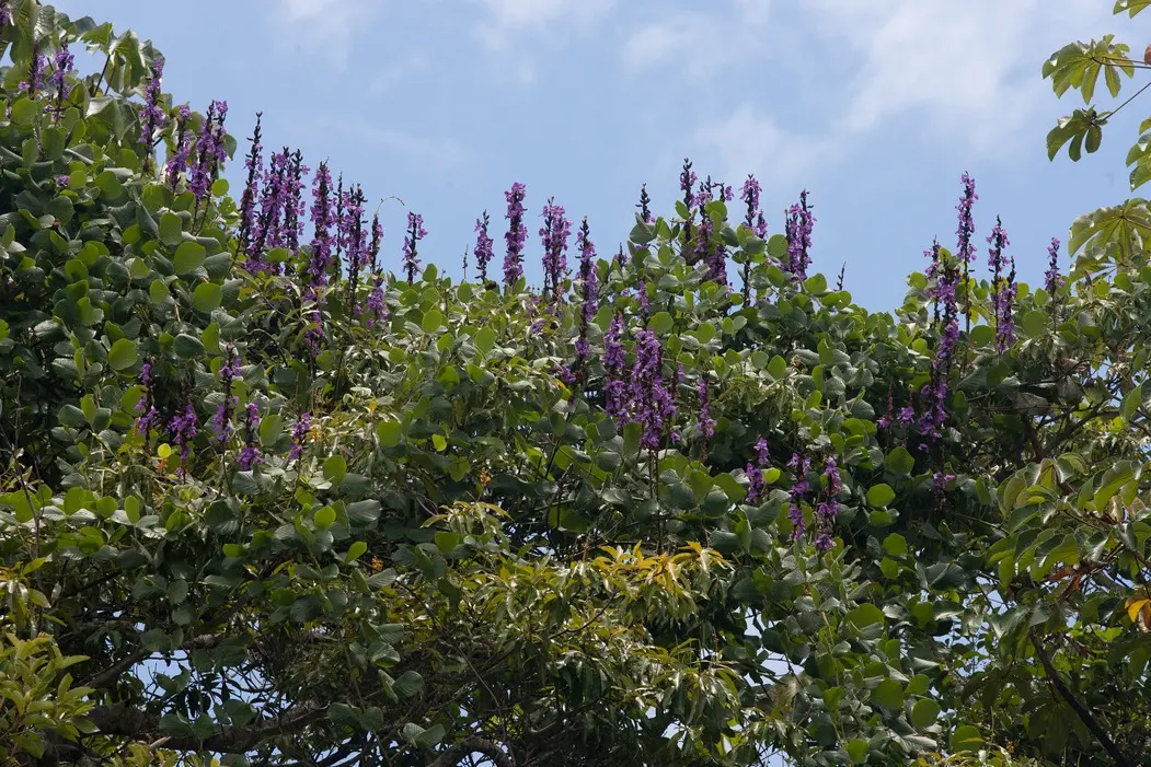 Floresta Nacional do Araripe – Apodi