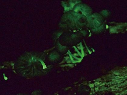 Fungos vistos em luz norturna