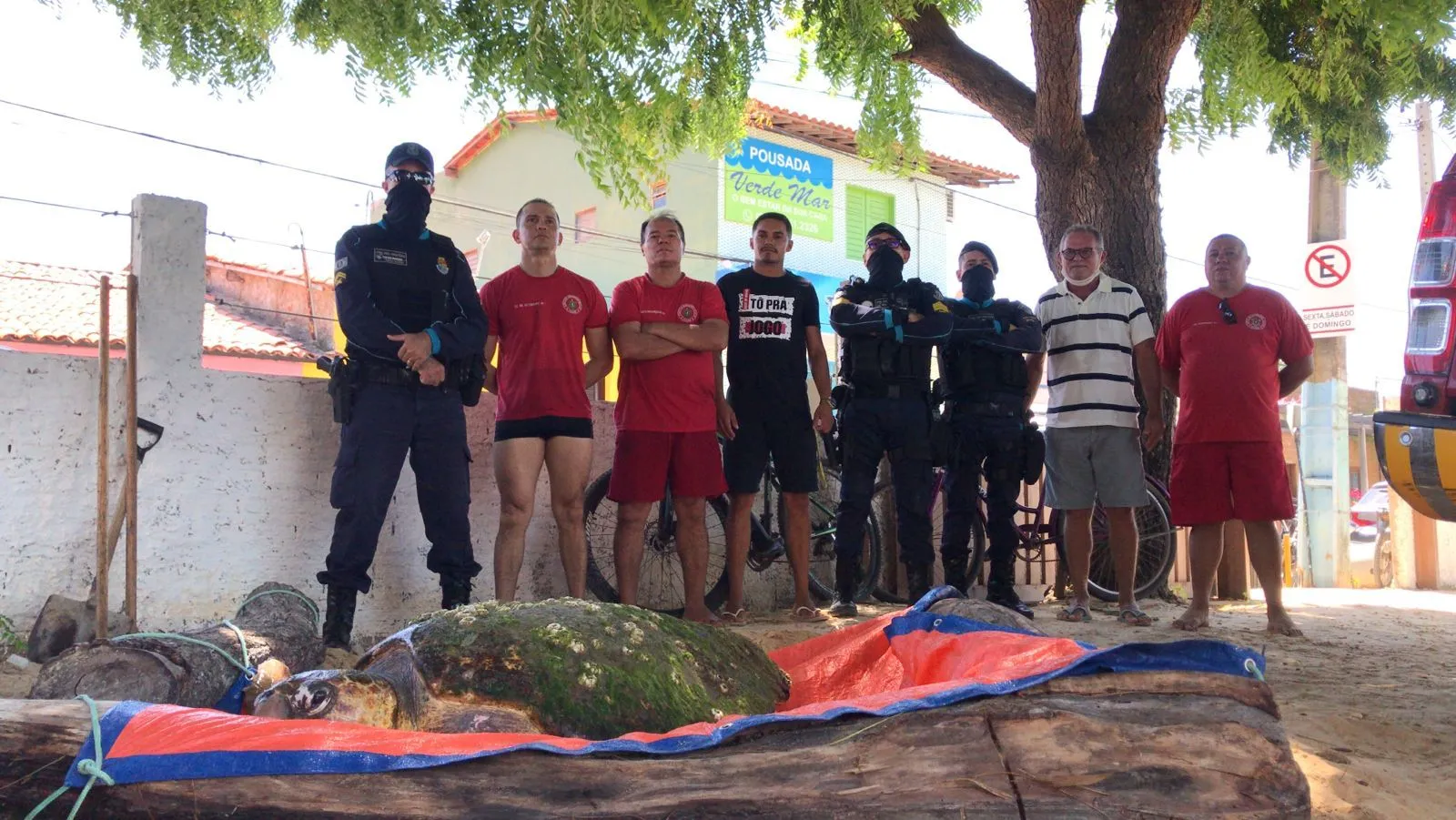 Tartaruga aguarda transporte em uma pousada em Icaraí de Amontada