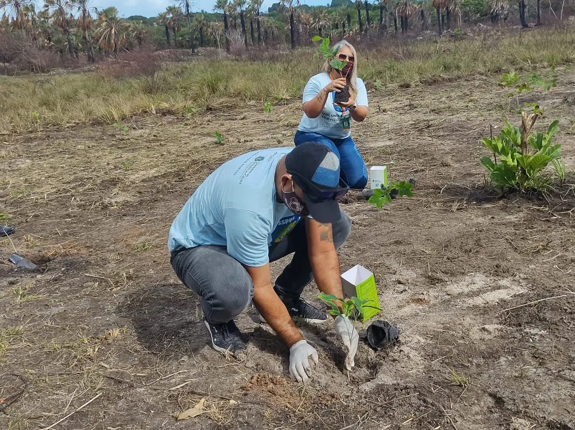 plantio de árvores