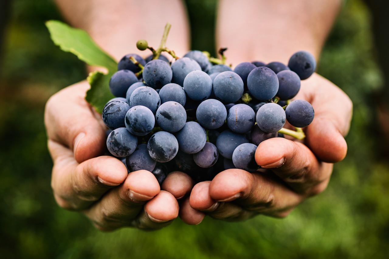 Mãos segurando um cacho de uva roxa