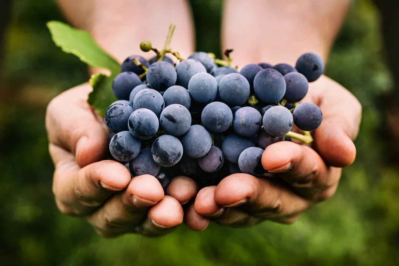 A uva possui muitas vitaminas e antioxidantes