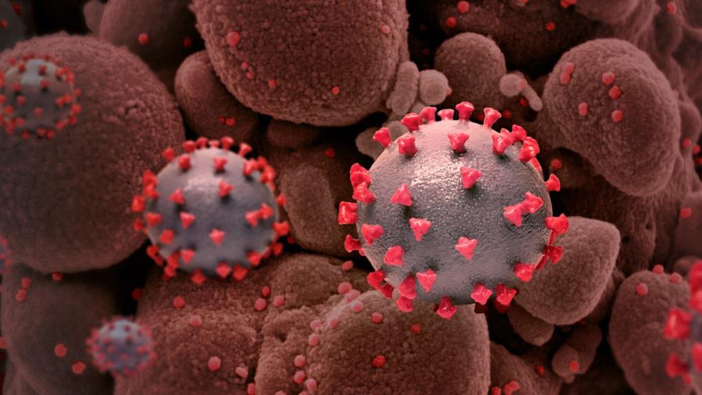 Imagem com ilustração de coronavírus em meio a células humanas
