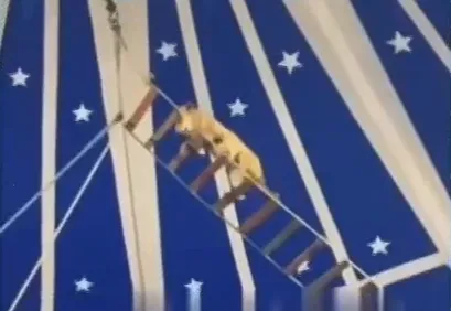 Prefeitura de Granja notifica circo após repercussão de vídeo com apresentação de cachorro