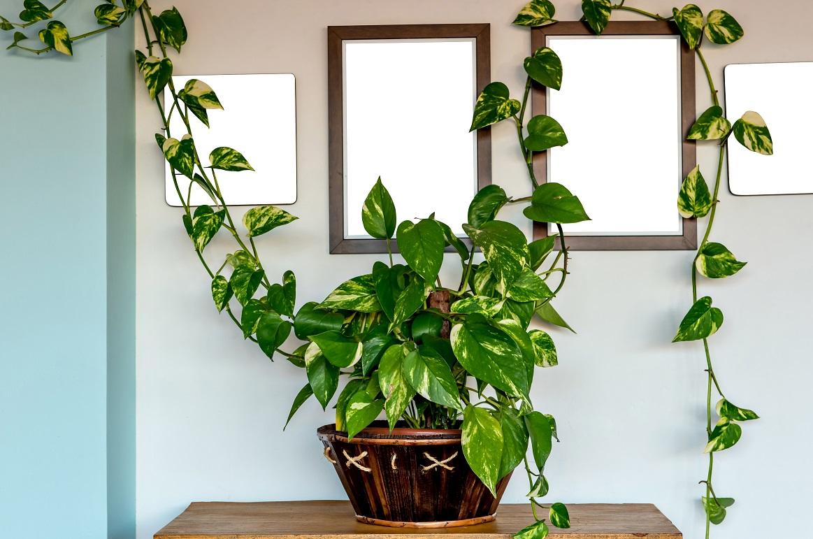 Planta jiboia: veja como cuidar e usar na decoração - Meio Ambiente -  Diário do Nordeste