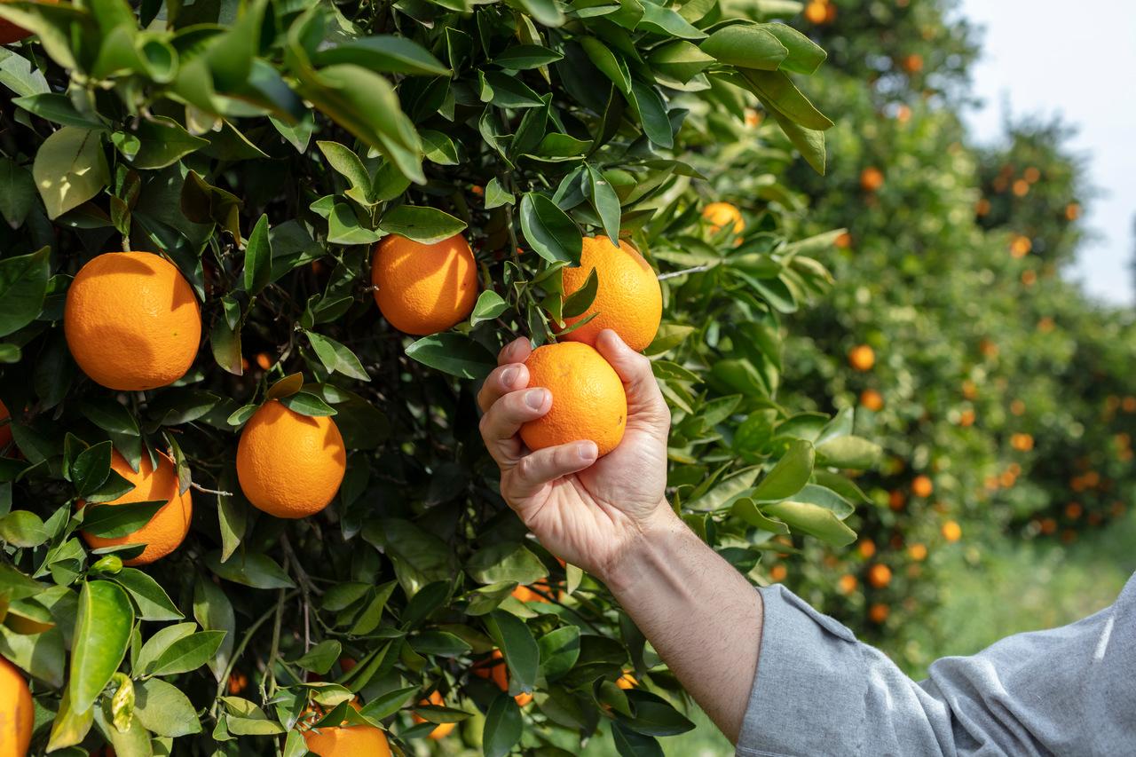 Close-up de mão e laranjas em uma fazenda de laranjas com um lindo sol
