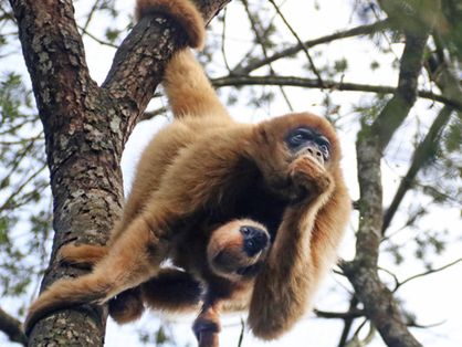 Primatas em uma árvore no Zoológico Municipal de Curitiba