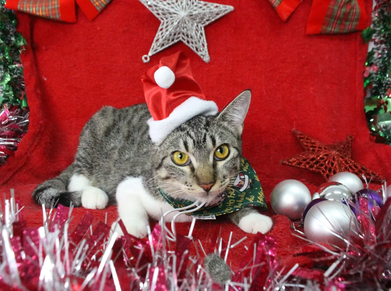 Foto de gato fantasiado