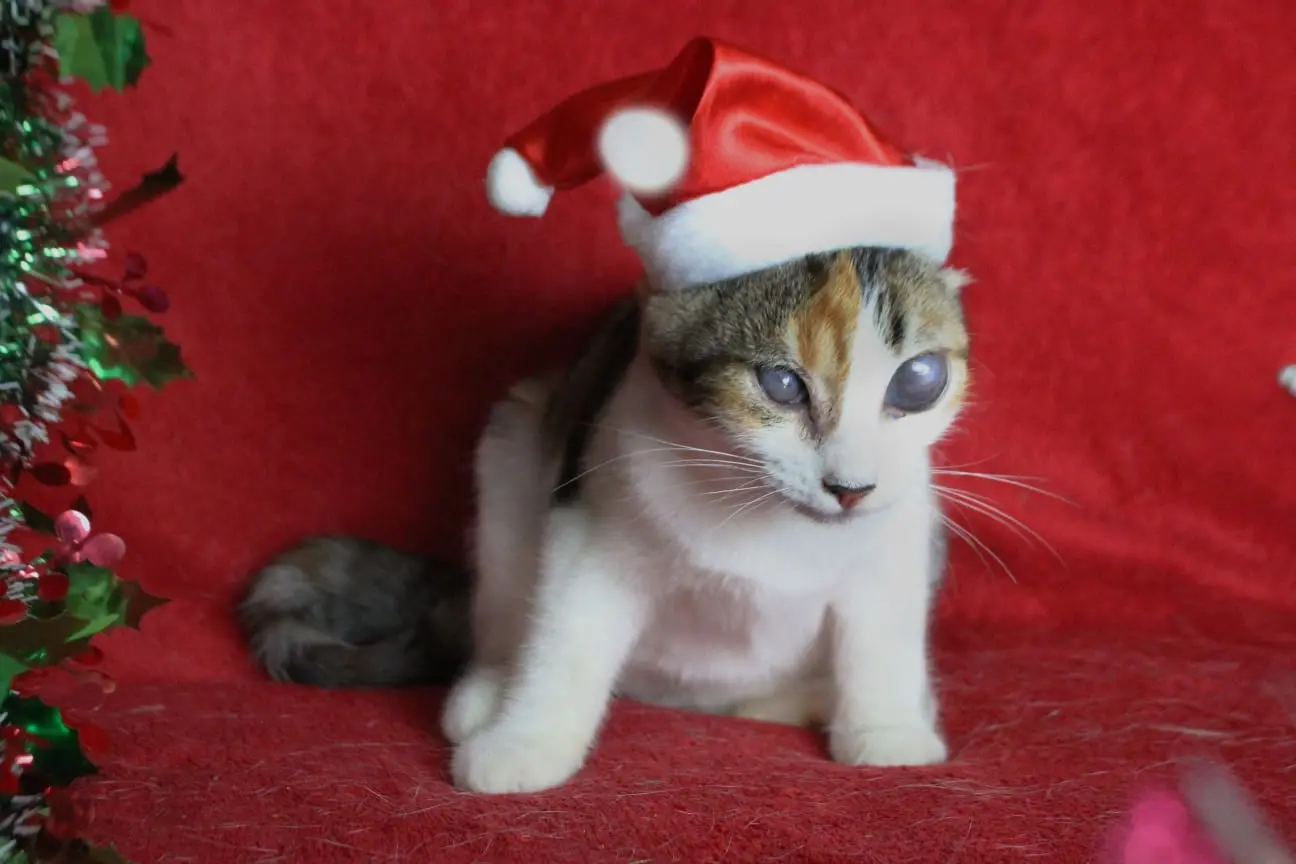 Foto de gato fantasiado