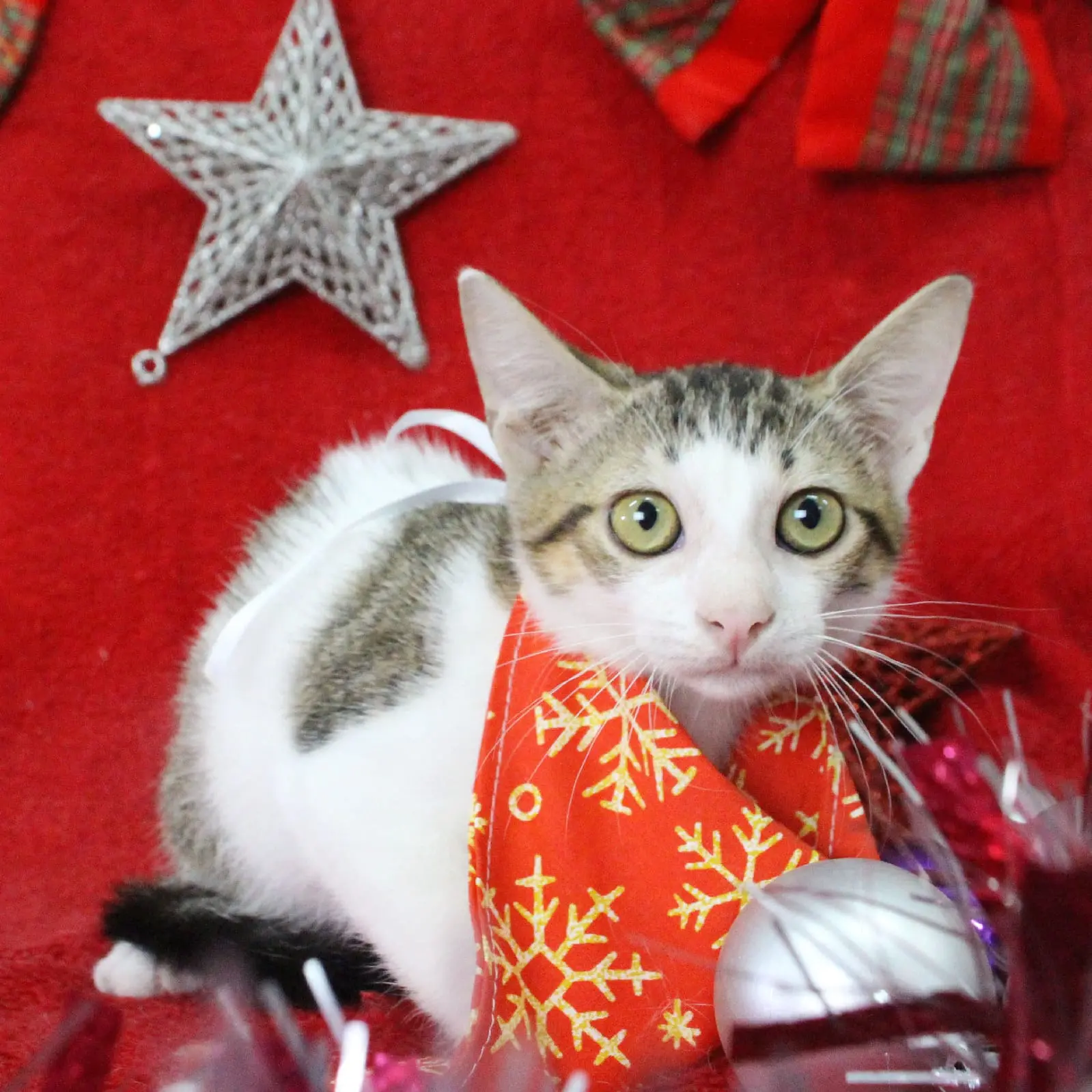 Foto de gato fantasiado