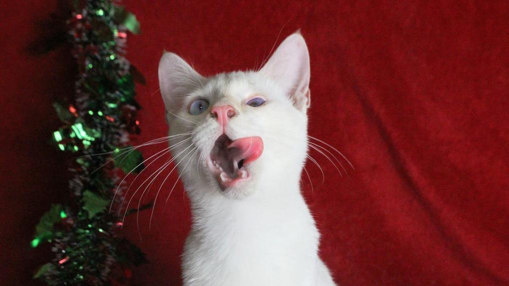 Gato branco em cenário natalino e com a língua para  fora