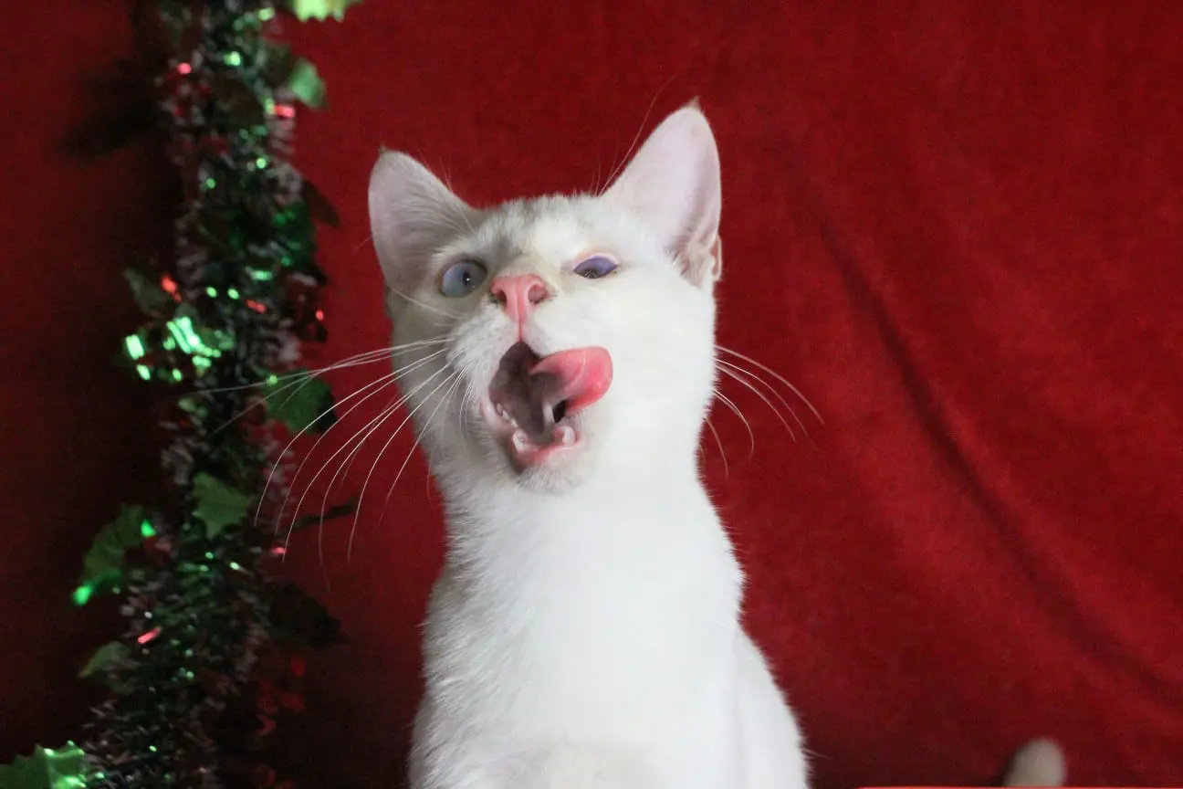 Gato branco em cenário natalino e com a língua para  fora