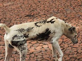 Cachorro é flagrado tatuado em São Paulo