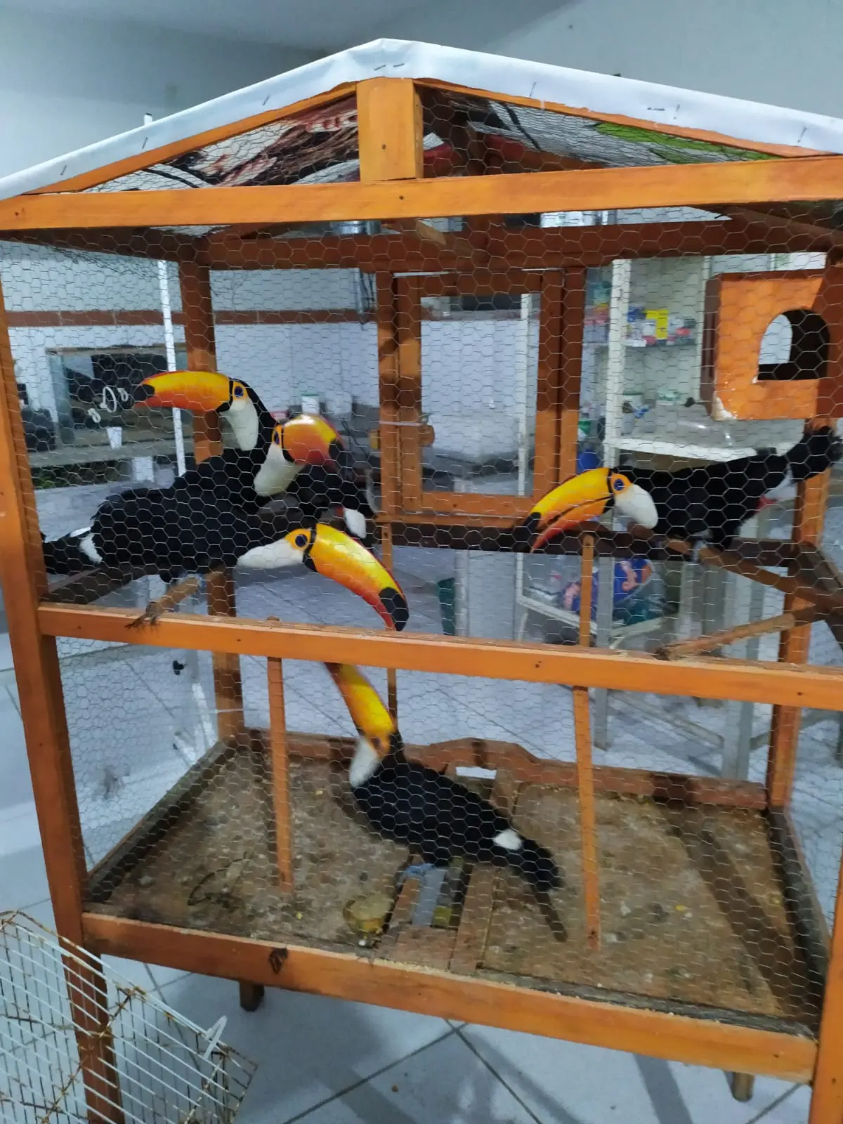 animais silvestres apreendidos