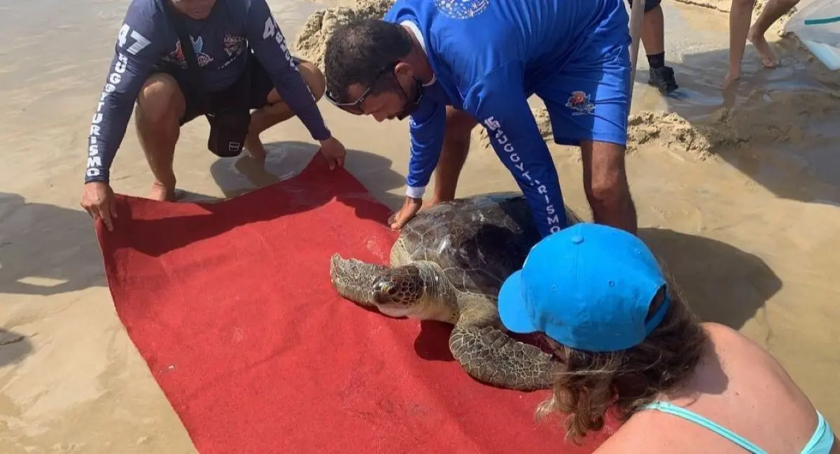 Resgate de tartaruga-verde em Fortaleza