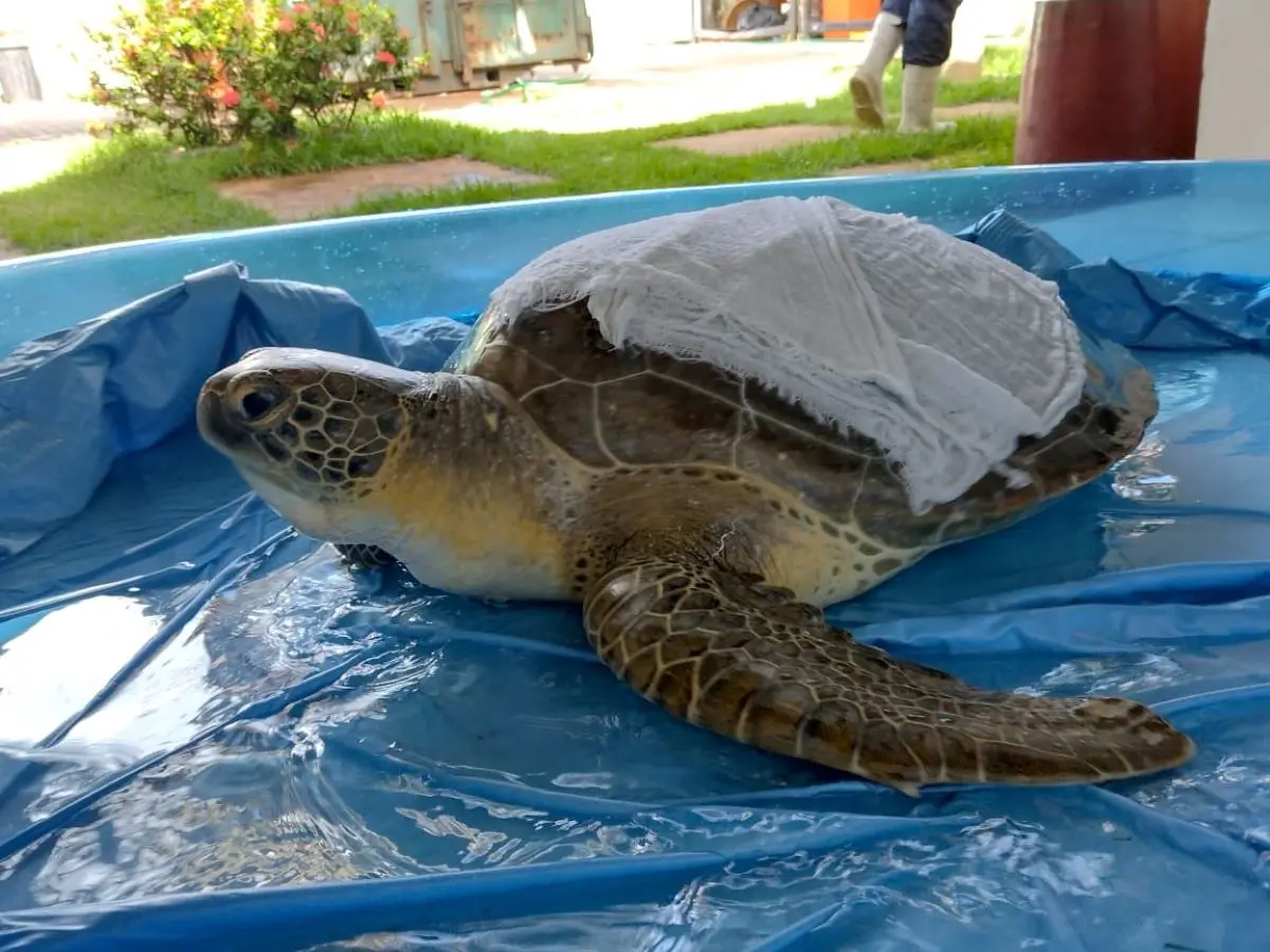 tartaruga-verde resgatada