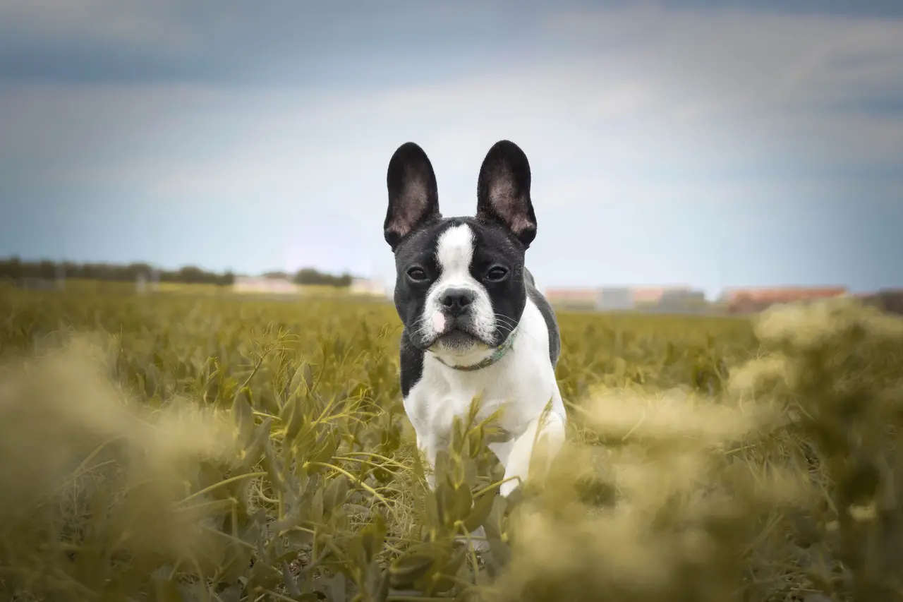 Buldogue Francês correndo em campo verde
