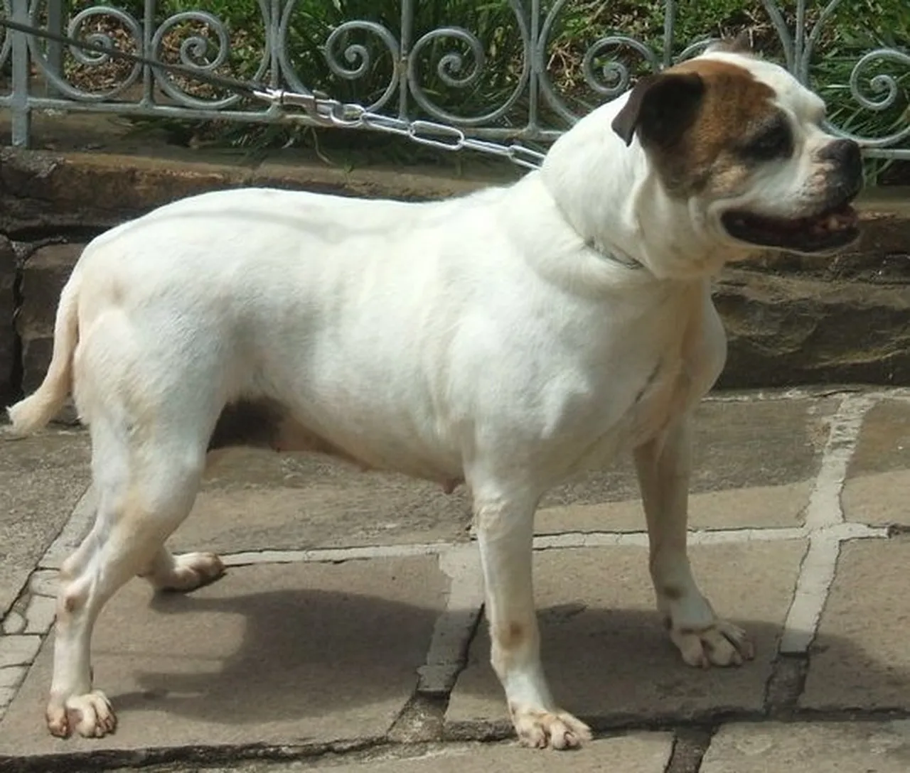 O cão do tipo é um guardião equilibrado, atento e versátil