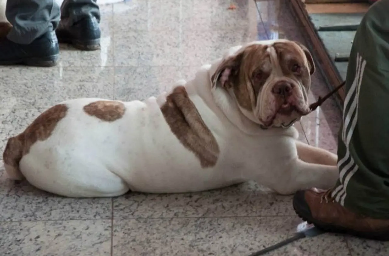 Buldogue campeiro deitado no chão