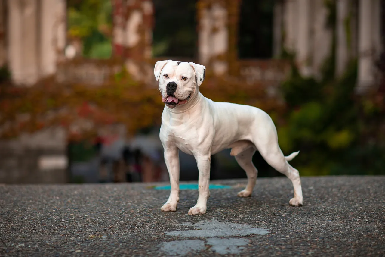 A raça Buldogue Americano é a mais alta do grupo