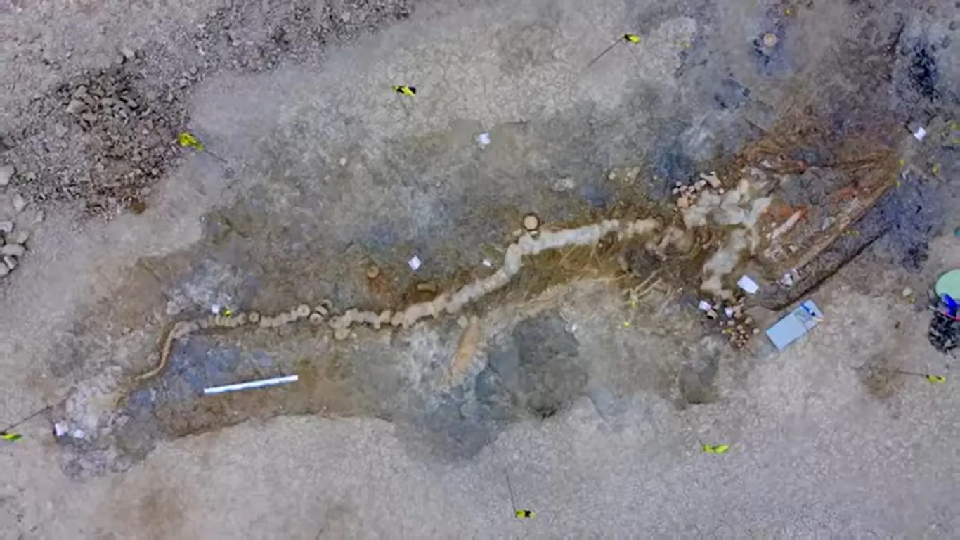 fóssil do dragão marinho visto de cima