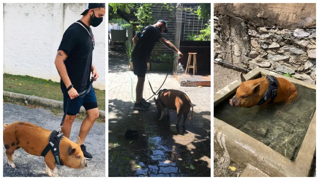 Porquinha Smokey e Matheus Pinheiro