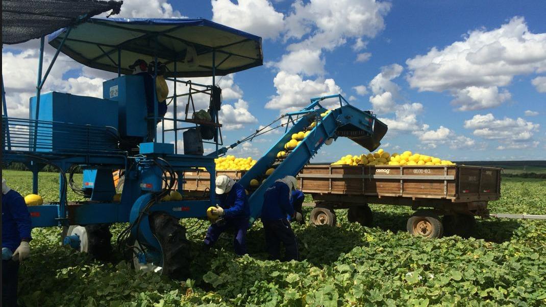 Brasil é o 3° maior produtor de frutas do mundo