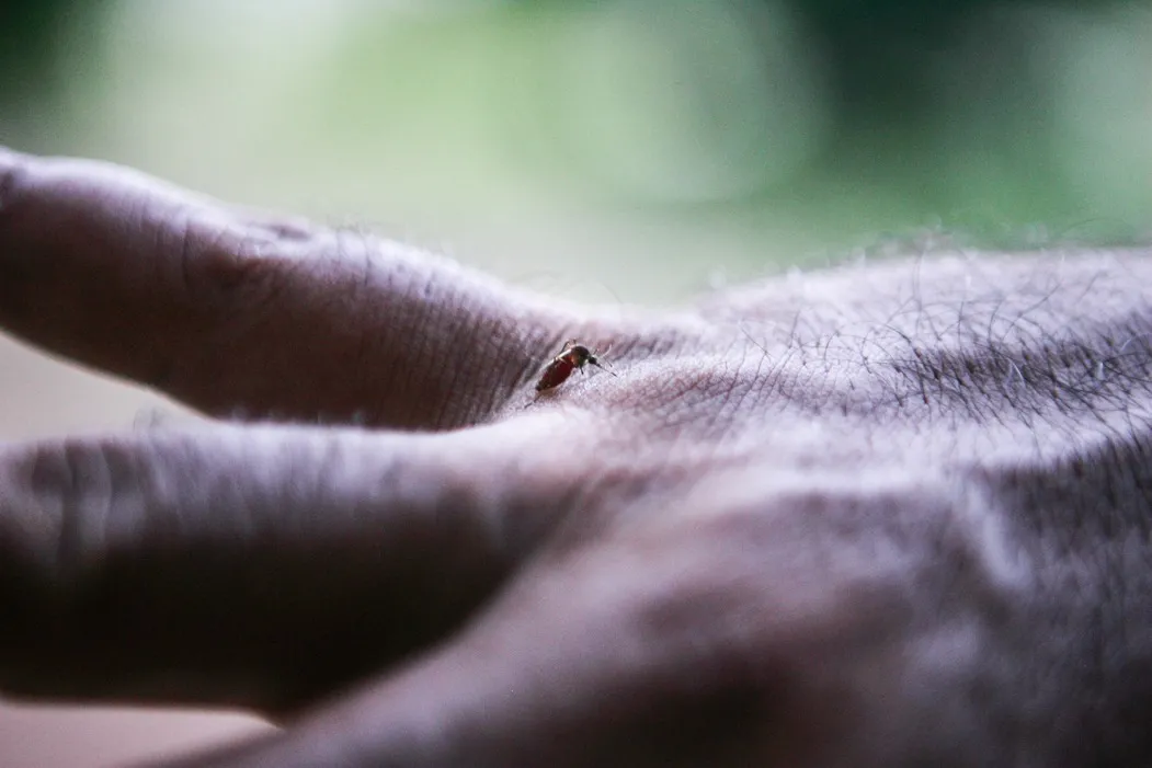 À procura de sangue para se alimentar, muriçoca tende a ser mais insistente que outros mosquitos.