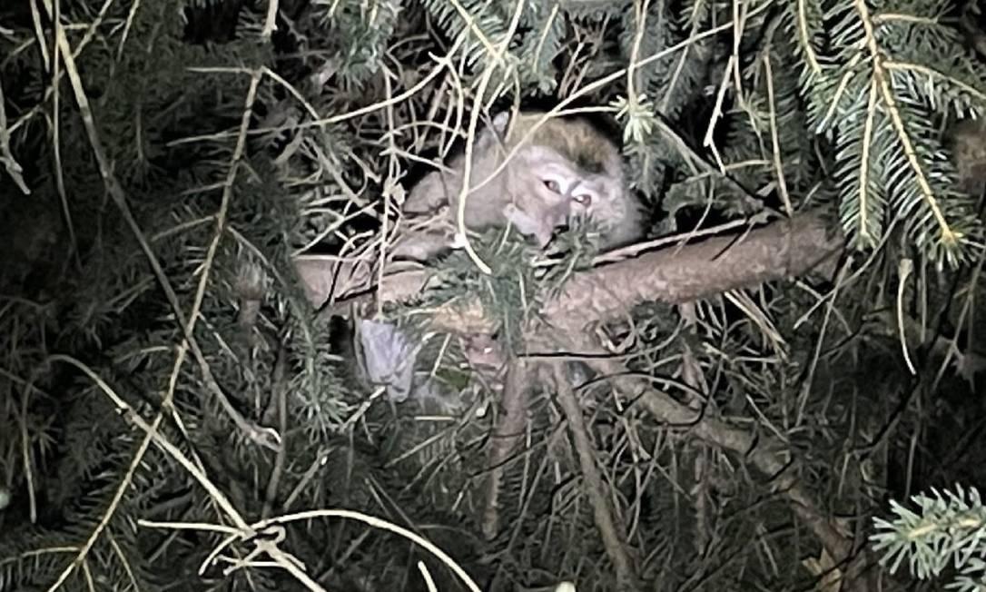 Macaco escondido em árvore.
