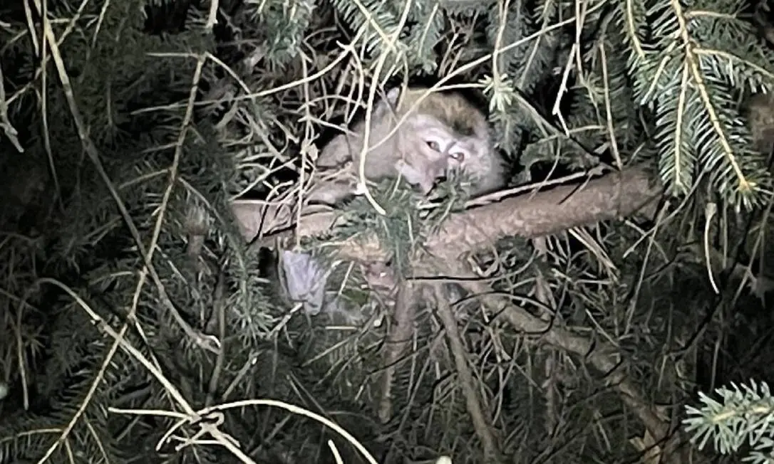 Macaco escondido em árvore.