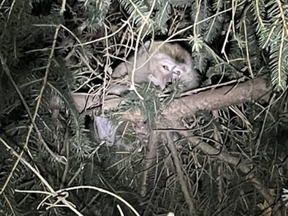 Macaco escondido em árvore.