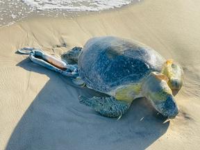 tartaruga morta próximo ao mar
