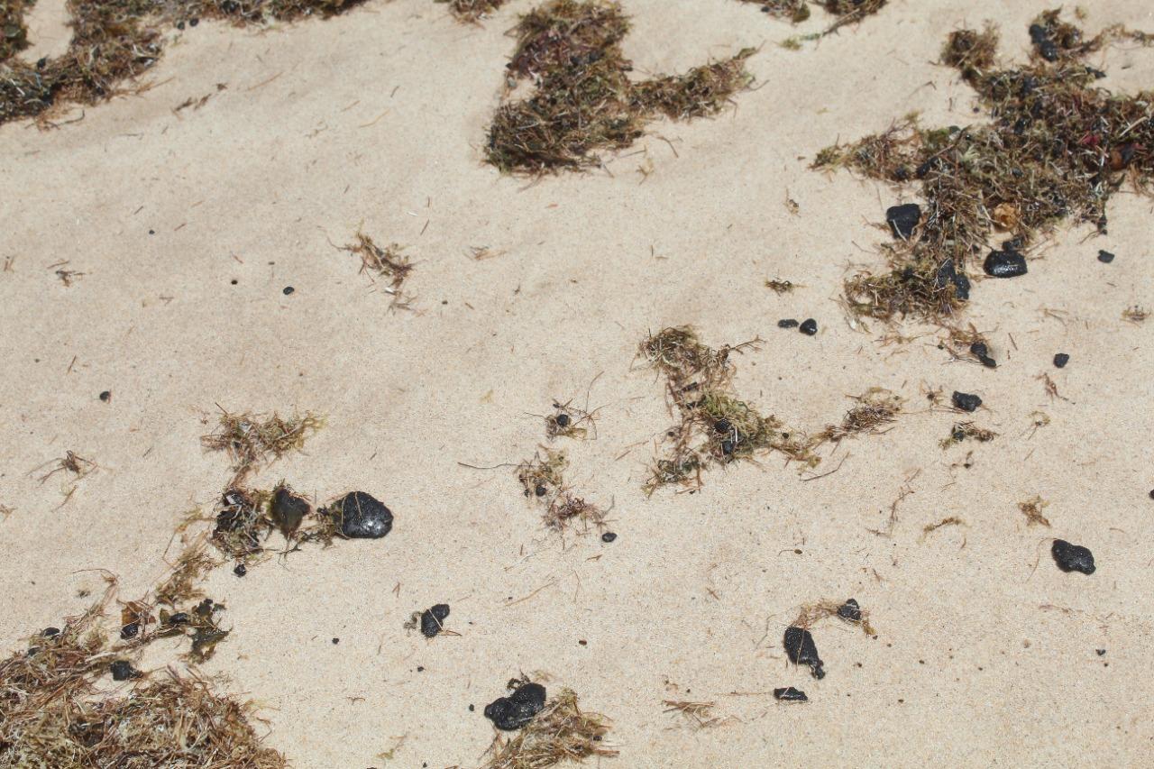pedaços de piche misturados às algas na faixa de areia de canoa quebrada