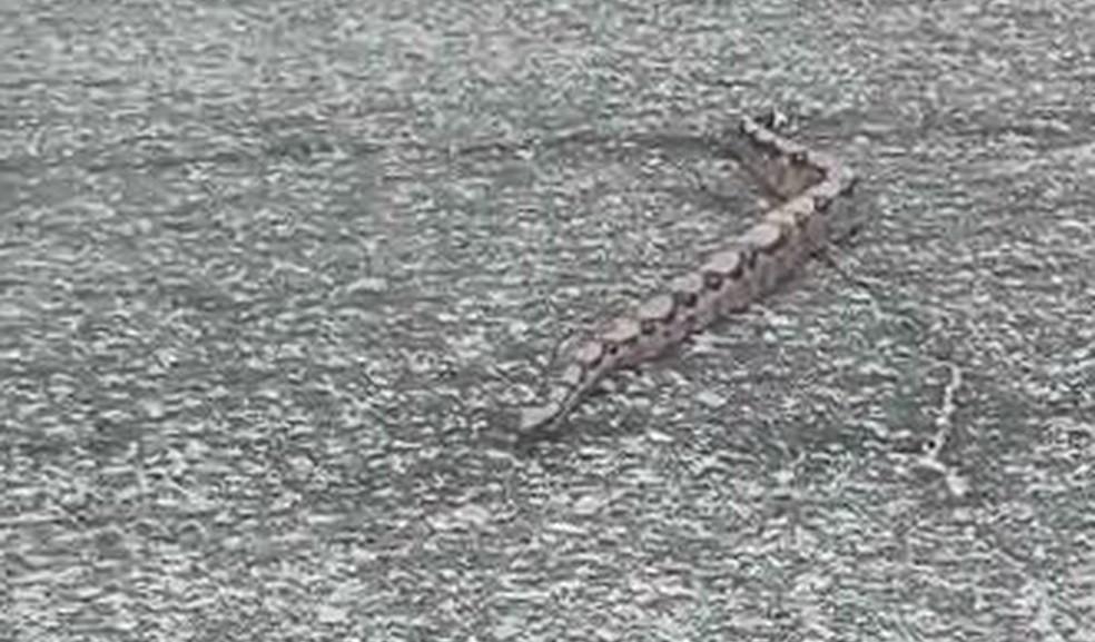 Cobra Praia do Futuro