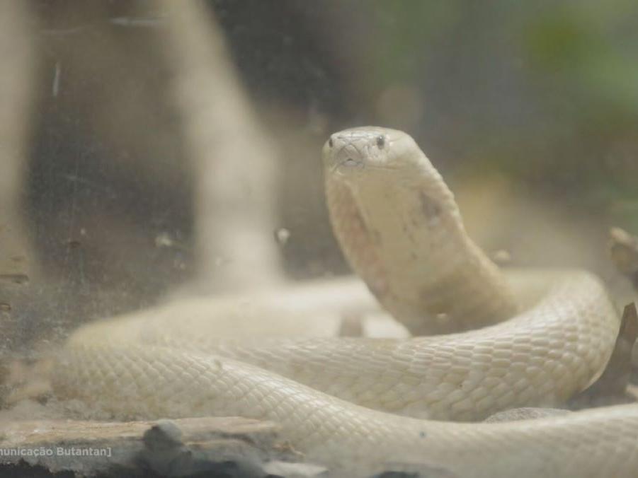 Na tentativa de sobreviver, cobra é registrada saindo de outra serpente:  'estava aberta na lateral' - Mundo - Diário do Nordeste