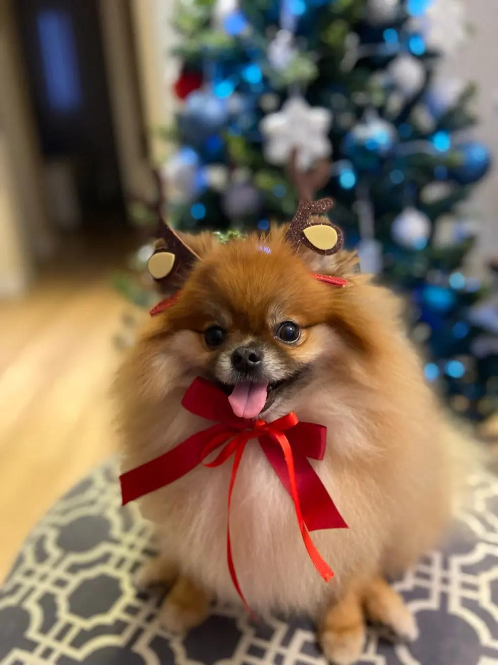 imagem da cadelinha com adorno de natal