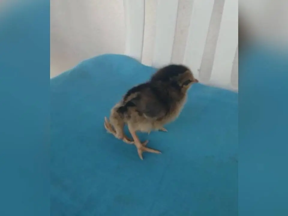 Imagem da notícia Pinto de quatro pés nasce na zona rural de Maranguape; vídeo