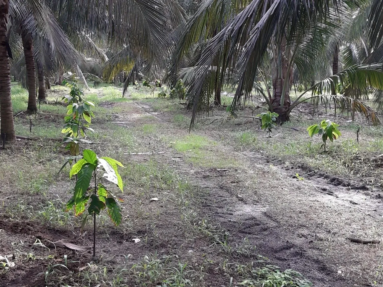 Baixo Acaraú já possui cerca de 100 mil pés de cacau plantados.